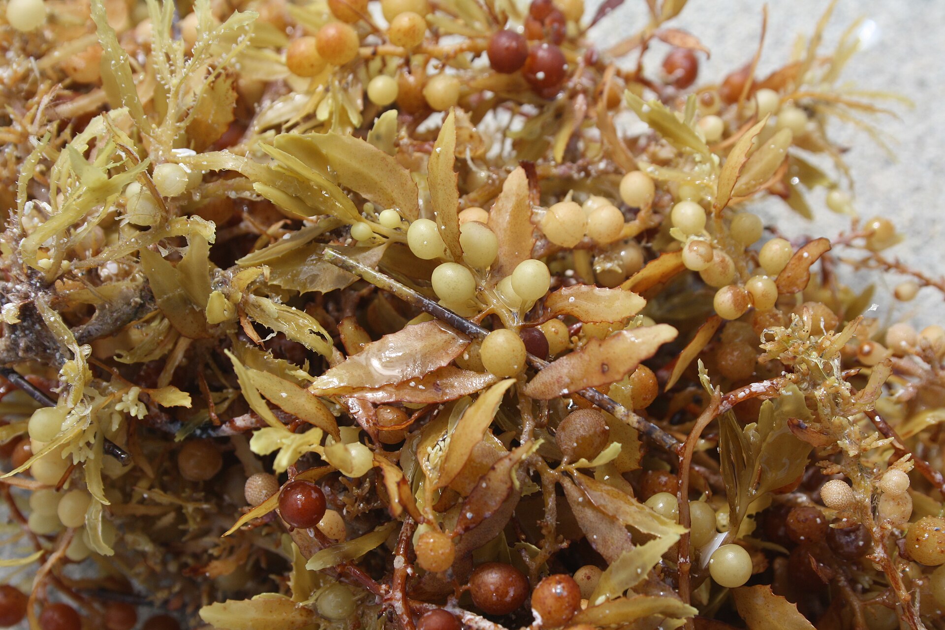 A close-up of fresh sargassum seaweed on a beach: golden fronds and round berry-like floats